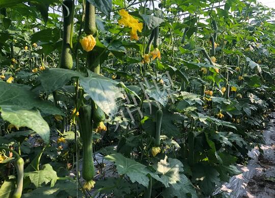 蔬菜種子種植戶客戶點評-種植“優(yōu)比1號”差的用戶，差到什么樣子？