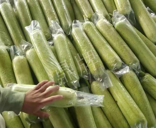 蔬菜種子種植戶客戶點(diǎn)評(píng)-這個(gè)絲瓜每畝能掙3萬(wàn)，惠州客戶很滿意！