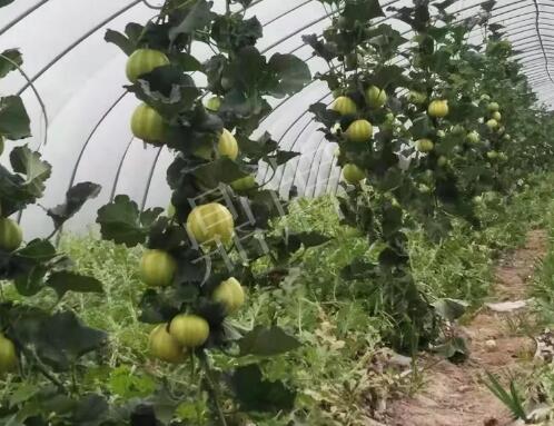 蔬菜種子種植戶客戶點(diǎn)評(píng)-我的乖乖，一株坐果15個(gè)，6元1斤，好賣得很！