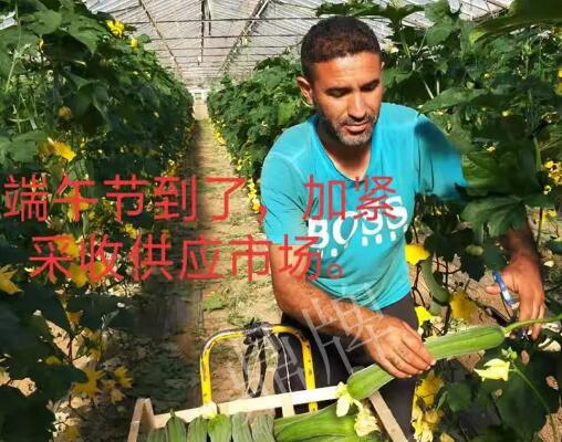 蔬菜種子種植戶客戶點(diǎn)評(píng)-羨慕！每公斤24元，“優(yōu)比1號(hào)”在法國(guó)的表現(xiàn)…
