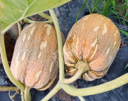 蔬菜種子種植戶客戶點評-“押寶”押對了，押對這個品種賺了2倍錢！