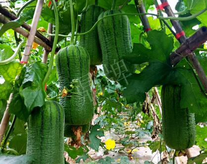 蔬菜種子種植戶客戶點評-這個新品種，讓我“頭痛”…