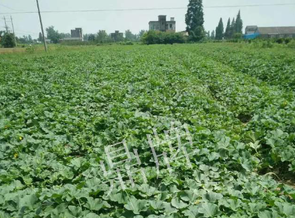 蔬菜種子種植戶客戶點評-今年秋季，什么甜瓜品種表現(xiàn)好？