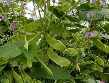 蔬菜種子種植戶客戶點評-一梭梭的，真是結坨了，“特早春”扁豆市斤批價達到10元