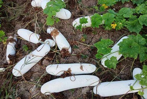 您種植過(guò)“堆堆瓜”嗎？看一看，地上全是瓜！一睹芳容