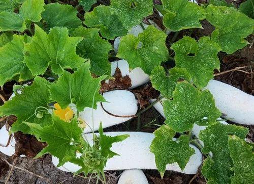 您種植過(guò)“堆堆瓜”嗎？看一看，地上全是瓜！一睹芳容