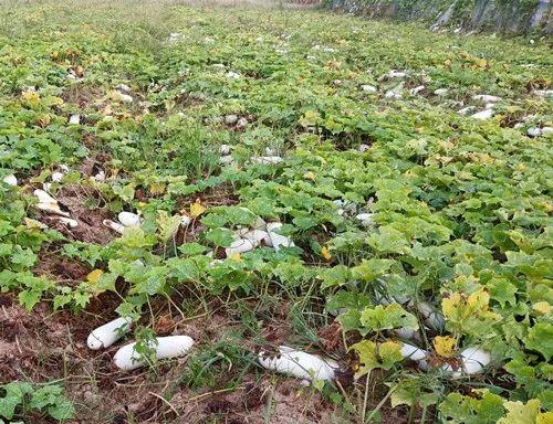 您種植過(guò)“堆堆瓜”嗎？看一看，地上全是瓜！一睹芳容