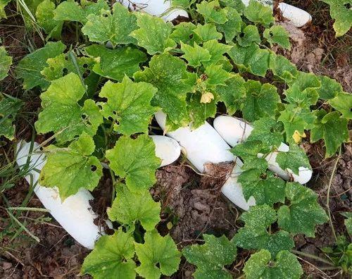 您種植過(guò)“堆堆瓜”嗎？看一看，地上全是瓜！一睹芳容
