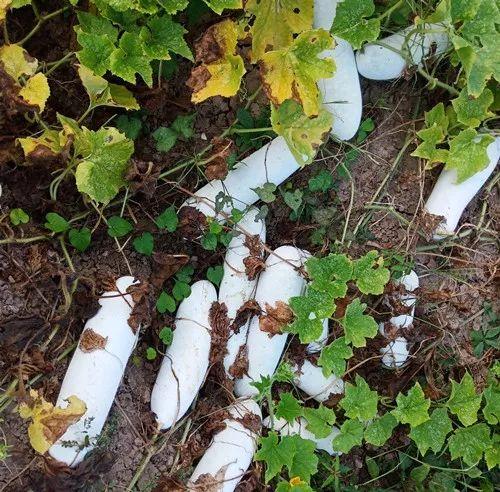 您種植過(guò)“堆堆瓜”嗎？看一看，地上全是瓜！一睹芳容