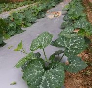 蔬菜種子種植戶客戶點(diǎn)評(píng)-無(wú)需噴農(nóng)藥的蔬菜，栽培簡(jiǎn)單、效益高！