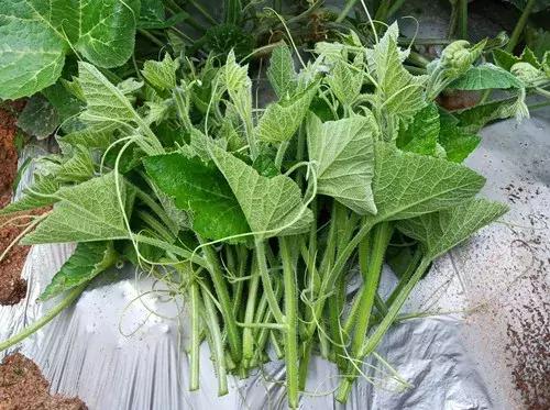 菜農(nóng)種植無需噴農(nóng)藥的蔬菜，不僅栽培簡單、而且效益高