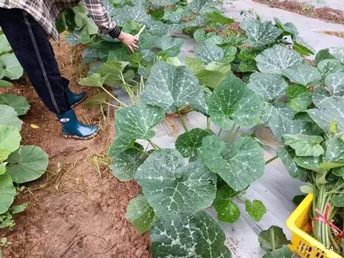菜農(nóng)種植無需噴農(nóng)藥的蔬菜，不僅栽培簡單、而且效益高