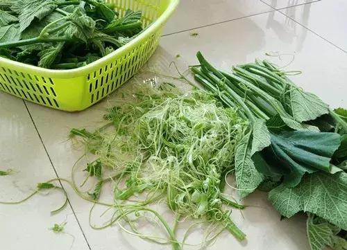 菜農(nóng)種植無需噴農(nóng)藥的蔬菜，不僅栽培簡單、而且效益高