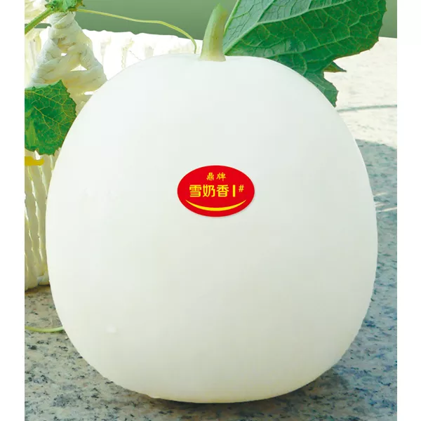 薄皮甜瓜，哪個品種最好呢？畝產(chǎn)高達(dá)10萬，附4種市場爆款品種