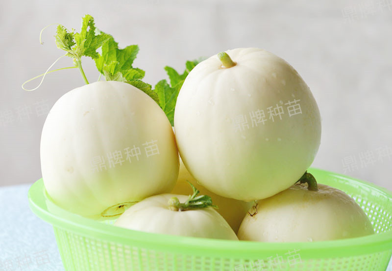 就這4個薄皮甜瓜，畝產(chǎn)萬斤很輕松，瓜果菜農(nóng)搶著種植
