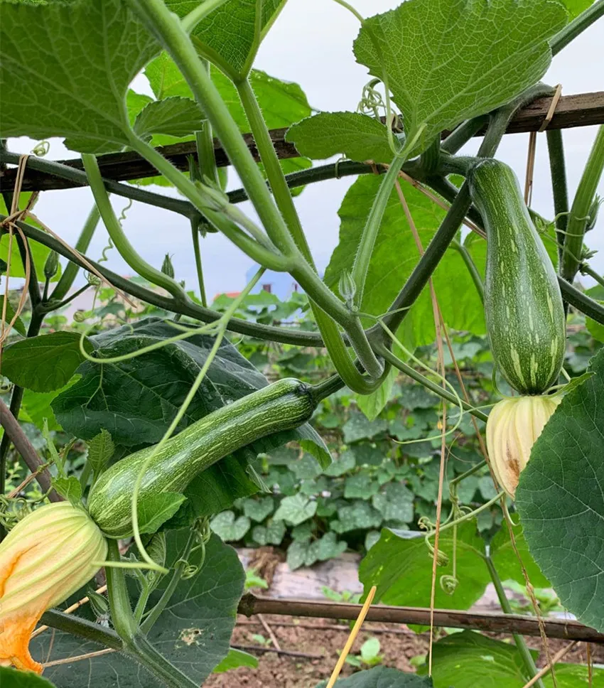 3元1斤的健美蜜本南瓜快成熟了，緬甸種植戶發(fā)來圖片與視頻
