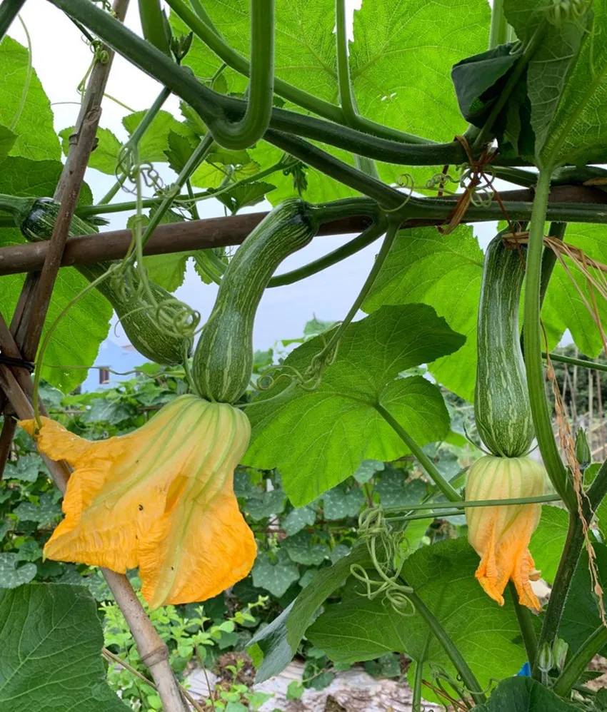 3元1斤的健美蜜本南瓜快成熟了，緬甸種植戶發(fā)來圖片與視頻