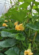 蔬菜種子種植戶客戶點評-在大棚內栽培“健美蜜本”南瓜，怎么樣？看菜農石昌斌發(fā)來的圖片