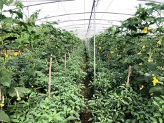 蔬菜種子種植戶客戶點評-這個品種，結瓜太夸張了！太恐怖了！
