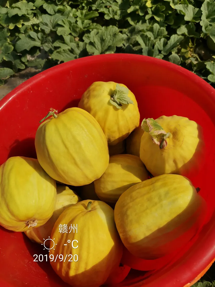 高溫季節(jié)種植甜瓜，什么品種最好？這個(gè)品種是秋季上市的專用品種