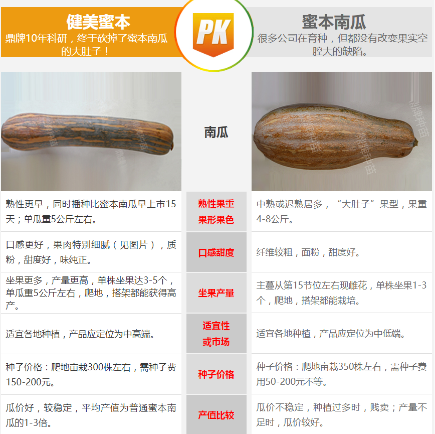 生吃都好吃南瓜新品種，沒有大肚子，肉質更密致，農戶試種下