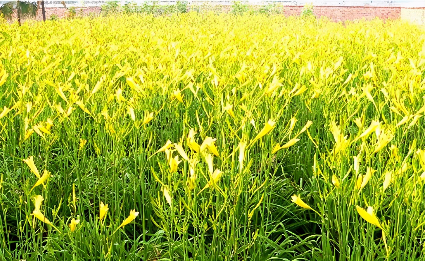一斤接近20塊，原來(lái)它才是最火的國(guó)民蔬菜！全國(guó)都適種