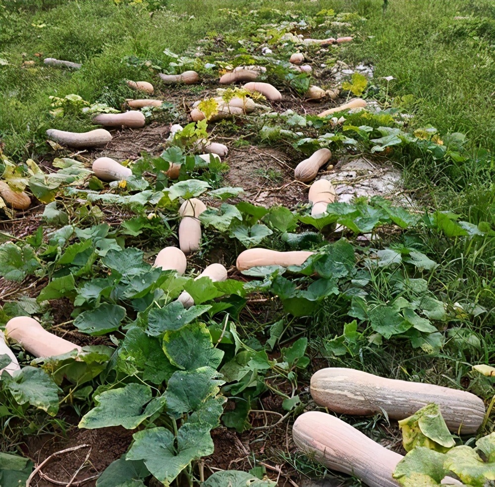 一位轉業(yè)后的特種兵，辦農場種瓜菜，靠1個優(yōu)點，年賺200萬
