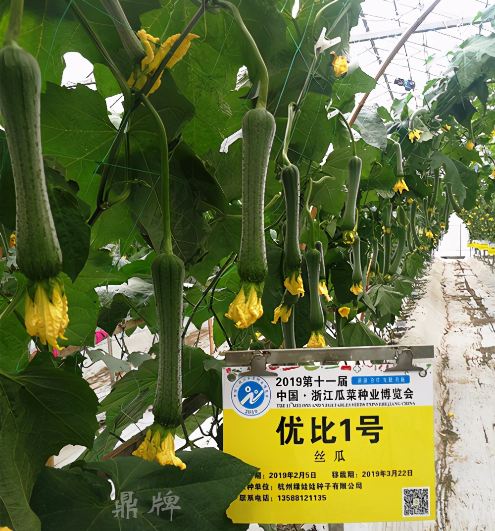 這個(gè)絲瓜畝產(chǎn)可達(dá)8000公斤，菜農(nóng)2021年致富的絲瓜品種