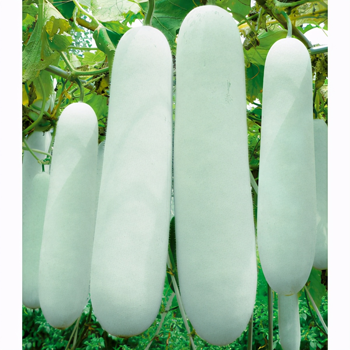 這個(gè)冬瓜品種放1年不壞，口感脆甜，多年科研就為打造這1個(gè)爆品