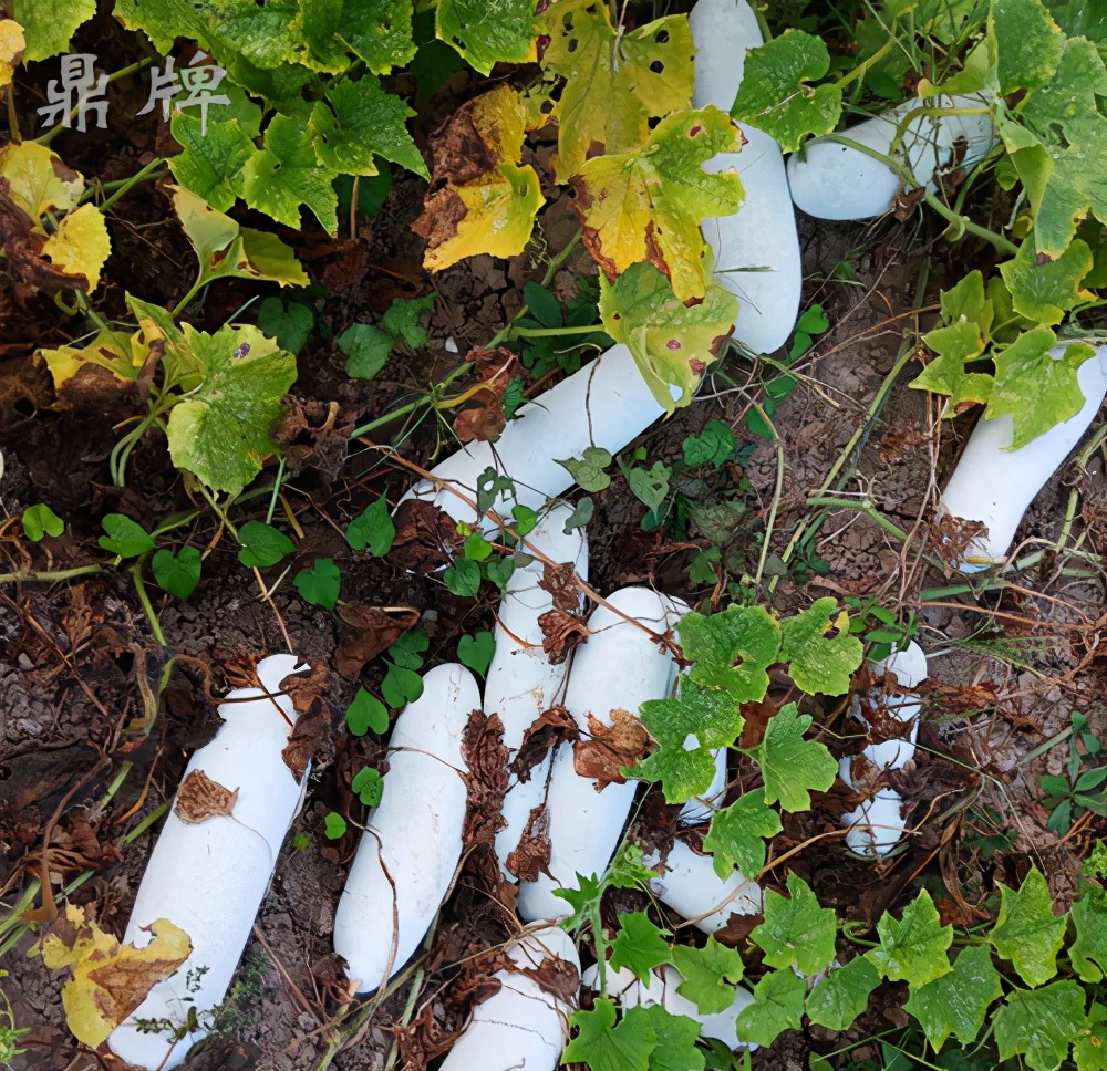 這個(gè)冬瓜品種放1年不壞，口感脆甜，多年科研就為打造這1個(gè)爆品