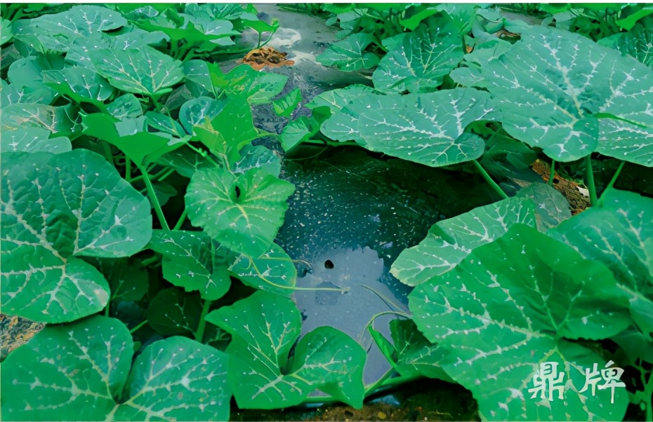 種這種綠葉菜，栽培輕松，畝產(chǎn)值過萬元，菜農(nóng)表示很劃算