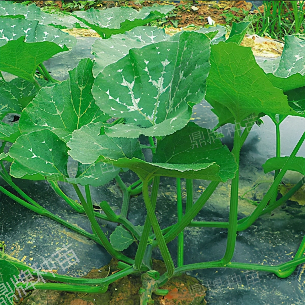 種這種綠葉菜，栽培輕松，畝產(chǎn)值過萬元，菜農(nóng)表示很劃算