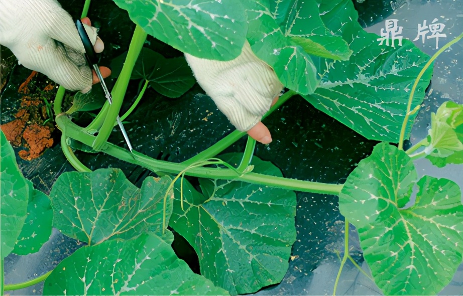 種這種綠葉菜，栽培輕松，畝產(chǎn)值過萬元，菜農(nóng)表示很劃算