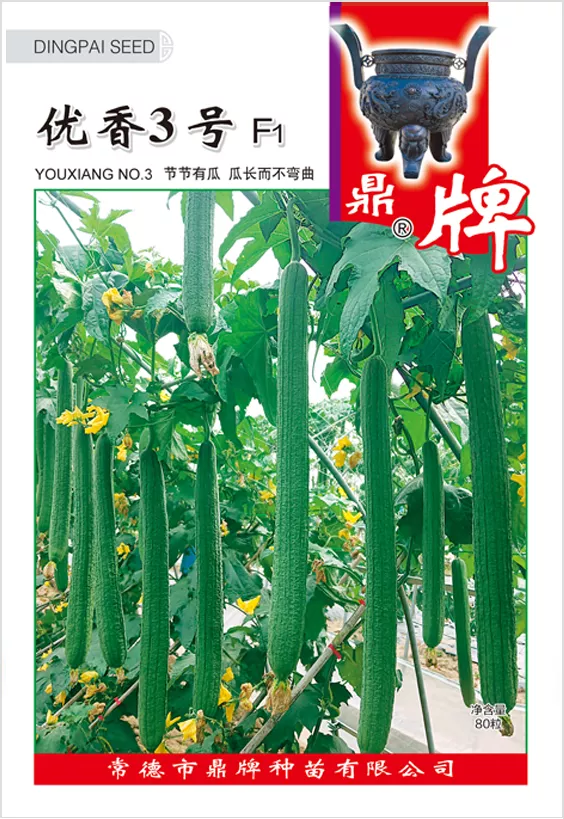 它是絲瓜種植戶的新選擇，節(jié)節(jié)有瓜，瓜長而不彎曲