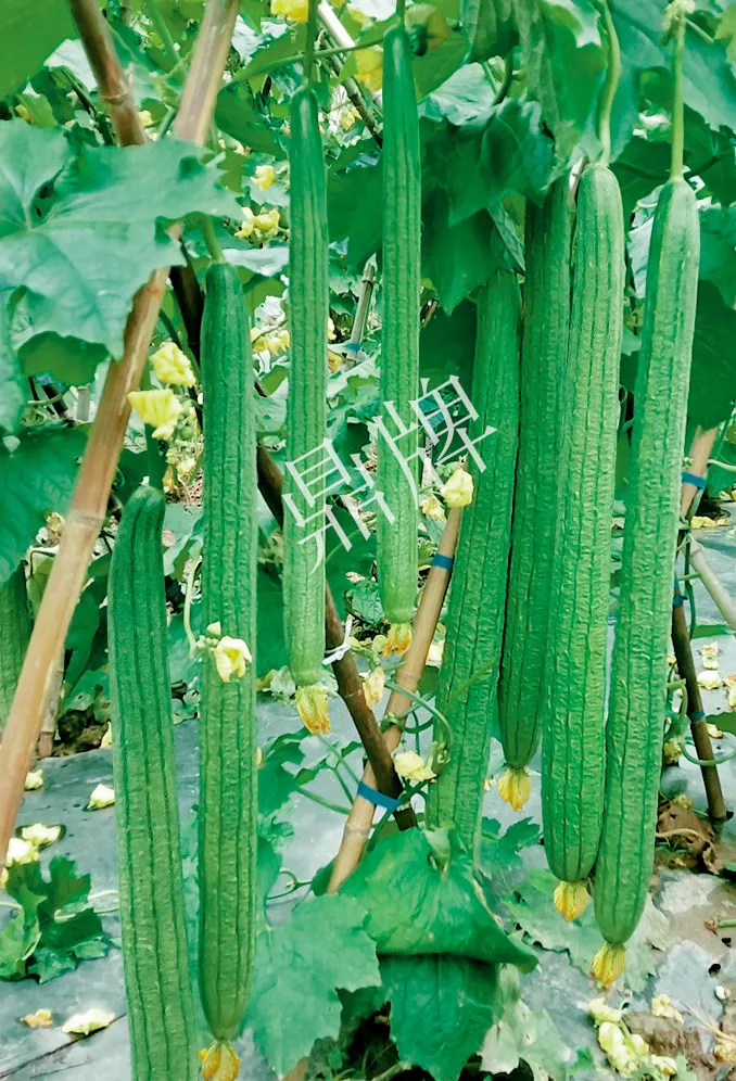 它是絲瓜種植戶的新選擇，節(jié)節(jié)有瓜，瓜長而不彎曲