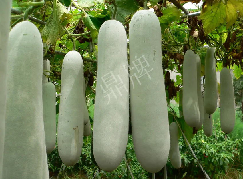 這個(gè)品種太優(yōu)秀了！耐儲(chǔ)耐運(yùn)，適合大面積種植，菜農(nóng)瓜販都喜歡