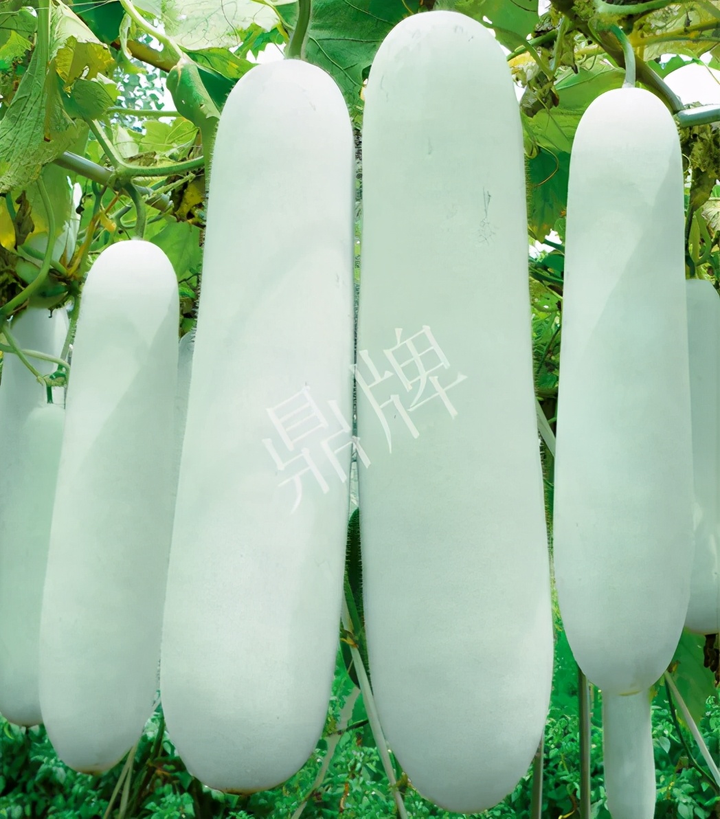 這個(gè)品種太優(yōu)秀了！耐儲(chǔ)耐運(yùn)，適合大面積種植，菜農(nóng)瓜販都喜歡