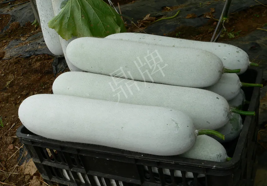 這個(gè)品種太優(yōu)秀了！耐儲(chǔ)耐運(yùn)，適合大面積種植，菜農(nóng)瓜販都喜歡