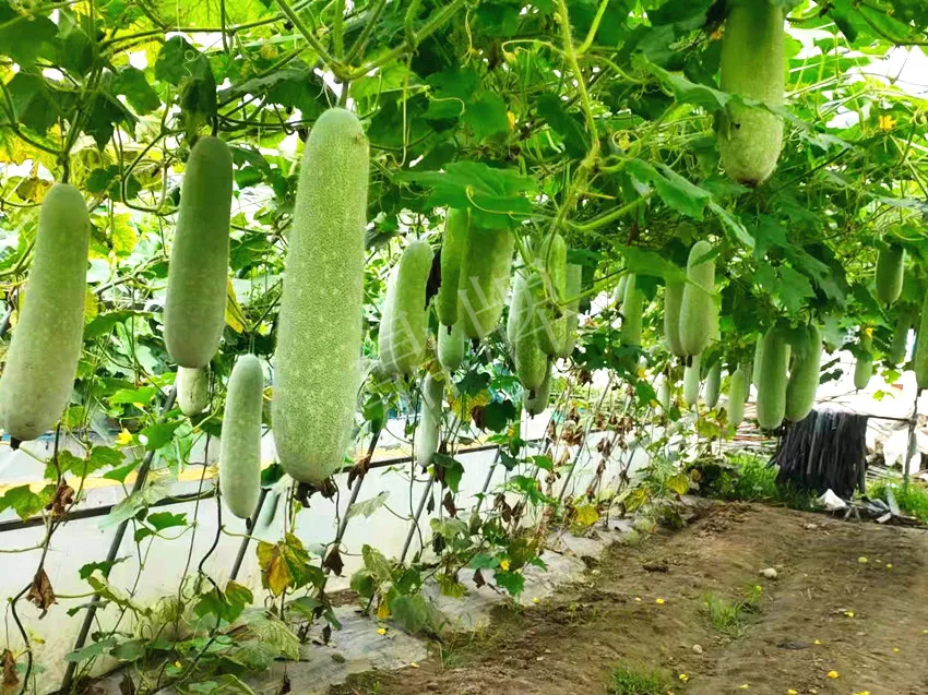 什么品種的冬瓜按個買？價格是同期黑皮冬瓜五倍