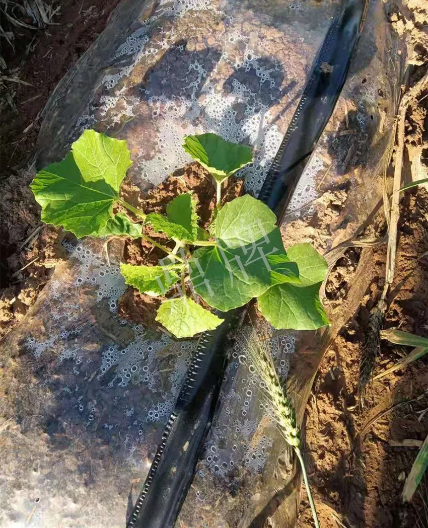 河南焦作的李向林今年種植甜瓜新品種，客戶直接拉貨走人