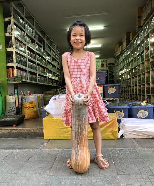 四川農(nóng)戶今年種“健美蜜本”南瓜產(chǎn)量高，品質(zhì)好，感覺巴適得很