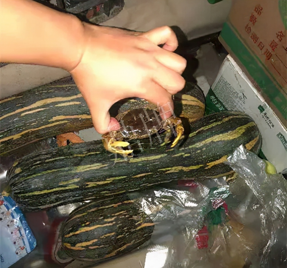 四川農(nóng)戶今年種“健美蜜本”南瓜產(chǎn)量高，品質(zhì)好，感覺巴適得很