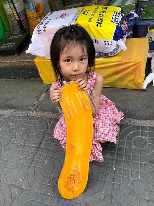 四川農(nóng)戶今年種“健美蜜本”南瓜產(chǎn)量高，品質(zhì)好，感覺巴適得很