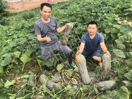 四川農(nóng)戶今年種“健美蜜本”南瓜產(chǎn)量高，品質(zhì)好，感覺巴適得很