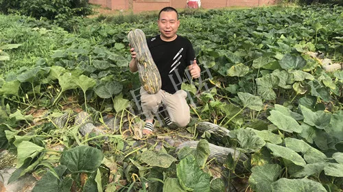 四川農(nóng)戶今年種“健美蜜本”南瓜產(chǎn)量高，品質(zhì)好，感覺巴適得很