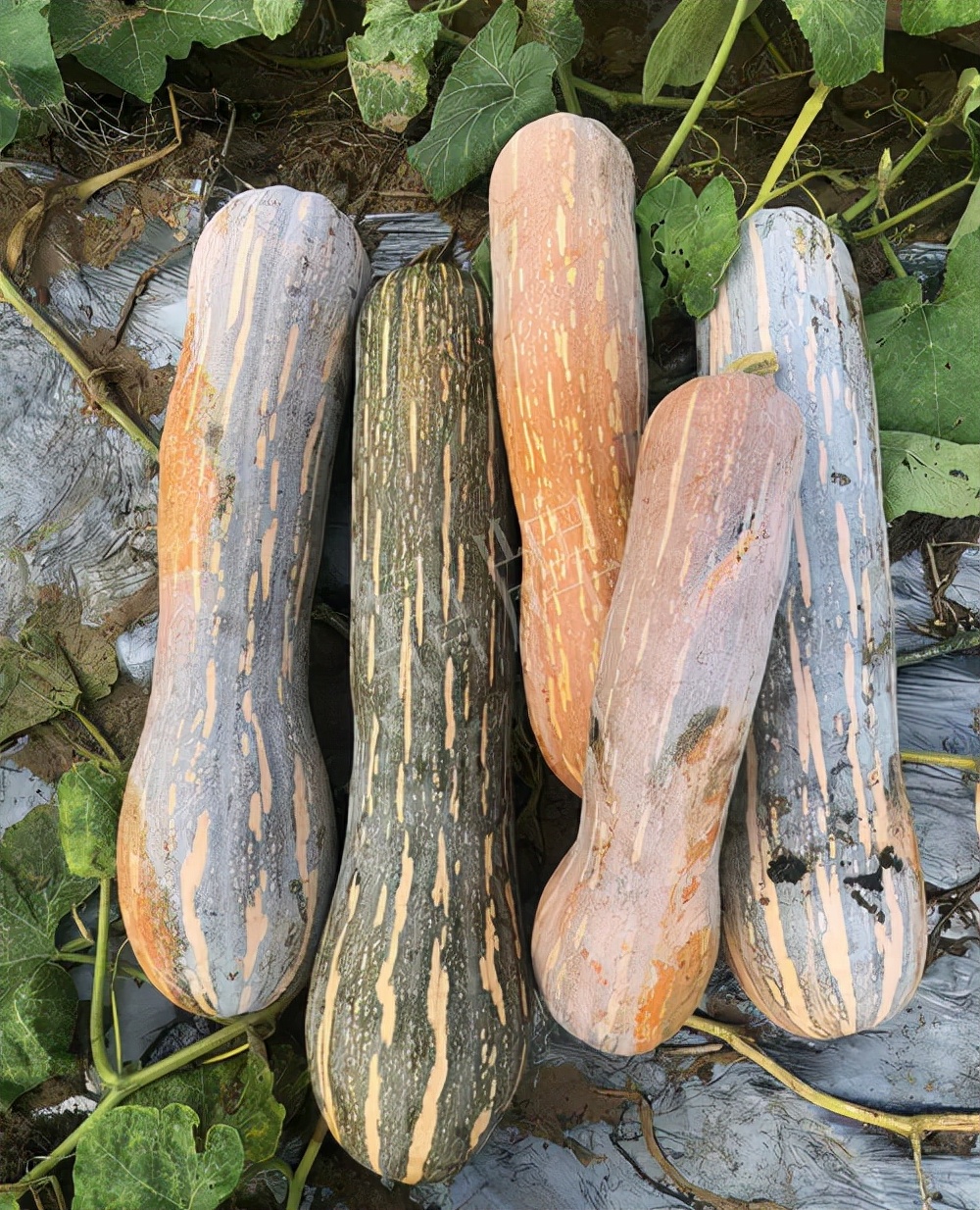 四川農(nóng)戶今年種“健美蜜本”南瓜產(chǎn)量高，品質(zhì)好，感覺巴適得很
