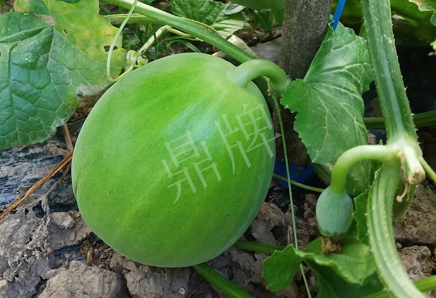 婁底瓜農(nóng)純賺50萬(wàn)，我這個(gè)“張大膽”榮光了一把