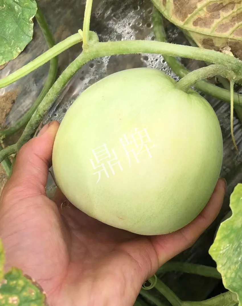 郴州農(nóng)戶種植新品種，果實(shí)又香又甜，很好賣
