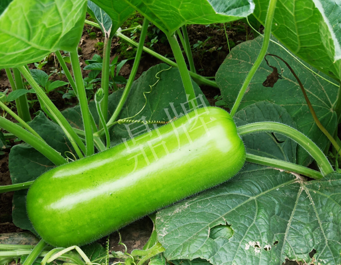 蔬菜種子種植戶客戶點評-牛逼！我露地栽培的瓠瓜，比別人大棚的還早上市！