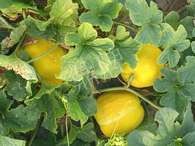 蔬菜種子種植戶客戶點評-種它！種它！高溫季節(jié)就種它！